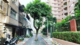 芒果樹擋路20年！只剩機車能過…「沒人敢動」原因曝光（圖／高雄點 Kaohsiung.）