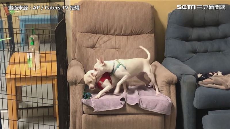好療癒！　全球第一家狗狗領養酒吧