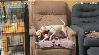 好療癒！　全球第一家狗狗領養酒吧