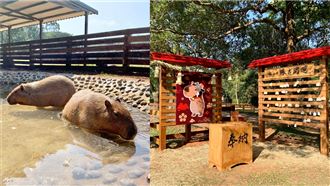 豚神神社參拜祈好運　埔心牧場萌過年