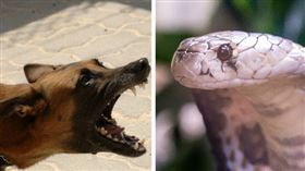 眼鏡蛇闖狗籠！瘋狗狂戰咬死牠…卻身中蛇毒倒地亡（示意圖／翻攝自Pixabay）