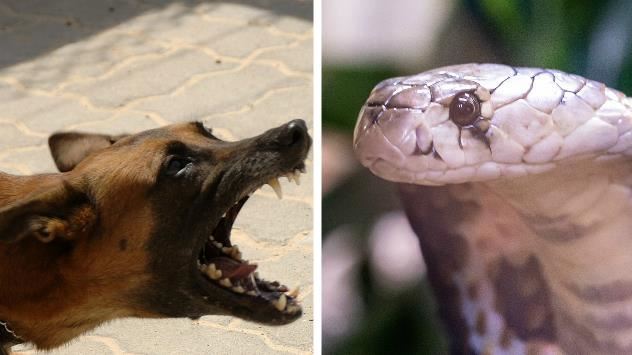 眼鏡蛇闖狗籠被咬死　隔天狂犬也掛了