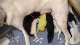 螢光綠,毛色,羊水,糞便,牧羊犬,美國,染色,浩克,白色,綠色,獸醫,便祕, 圖／翻攝自YouTube