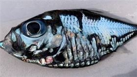 日本,漁民,畢卡索魚,富士電視台。(圖/翻攝自富士電視台)