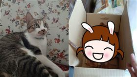 貓咪,貓的報恩,曬乾魷魚,乾貨,年菜,加菜