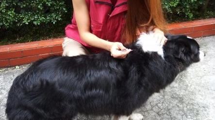 花蓮市驗出　白鼻心染「狂犬病」首例