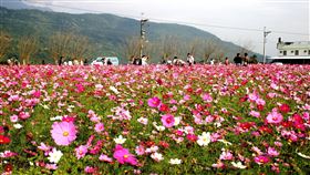 ▲花蓮花海（圖／記者唐家興攝影）