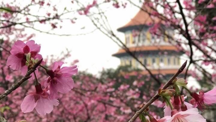 福容公佈淡水七大走春點　三色櫻奪冠