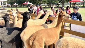 過年祈好運！埔心牧場豚神神社供參拜　還能餵食超萌動物