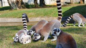 ▲六福村環尾狐猴過新年，大玩擲骰子遊戲。（圖／六福村主題遊樂園提供）