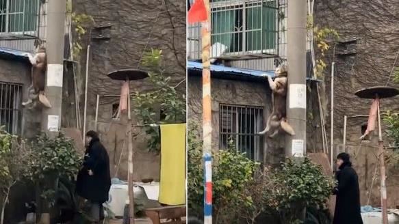 二哈撐屋頂懸掛空中　網：忘記帶鑰匙