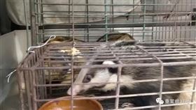 佛山市，海寶灣水產市場，野味巷依舊偷偷販賣。（圖／翻攝自微博）