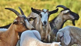 山羊。(圖/Pixabay)