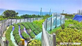 寧靜海香草園(新北市府提供)