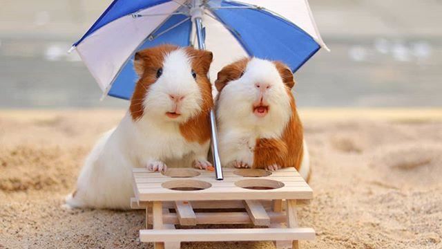 呆萌也能神同步？鼠寶兄弟巨星般日常