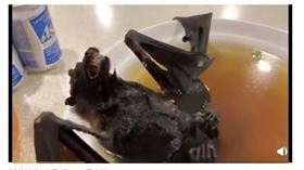 武漢肺炎,中國,蝙蝠,海鮮