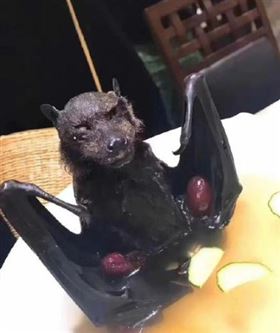 武漢肺炎,中國,蝙蝠,海鮮