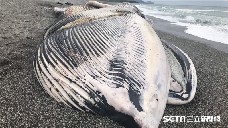 世界第二大動物　台東發現死亡長鬚鯨