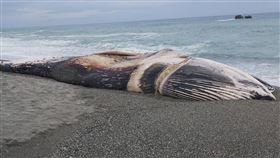 台東長鬚鯨陳屍長濱海灘　圖／翻攝畫面