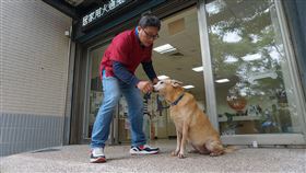 家庭犬養成計畫讓浪浪變身 盼成狗醫生（1）為提升認養率，台北市政府與民間協會合作家庭犬養成計畫，讓穩定性佳流浪犬，經訓練後融入民眾生活，並盼與飼主合作，讓流浪犬變狗醫生。圖為被計畫挑選到的流浪犬MoMo。中央社記者劉建邦攝　109年1月26日