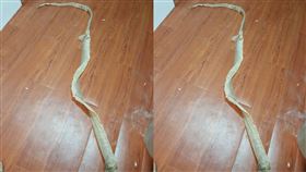 大掃除發現超長蛇皮 網友見照嚇歪：會不會還在家裡 圖/爆料公社（官方粉專專屬）