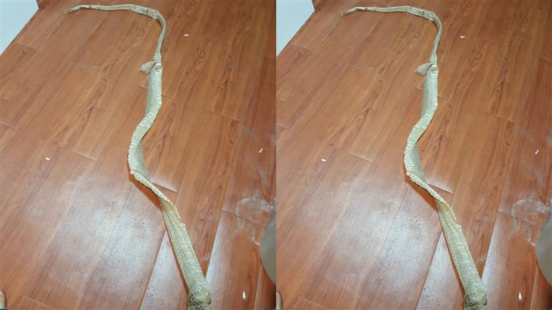 大掃除驚見超長蛇皮　網狂抖：牠還在