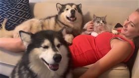 狗,孕婦,敏銳（圖/翻攝自YouTube）