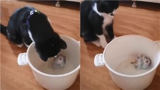 主子獻吻…小倉鼠嚇到四腳朝天噴屎