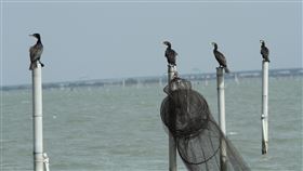七股潟湖鸕鶿鳥況佳每年秋冬季節會有大批冬候鳥到台南沿海的各棲地度冬，賞鸕鶿的最佳地點就是七股潟湖。潟湖中的蚵架、航道指標柱子頂端，都是鸕鶿休息的好地方，坐在船上就可近距離看到這些鳥的模樣。中央社記者楊思瑞攝  109年1月29日