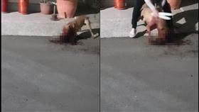 彼特犬,狗咬狗,鄰居,社區,斗六人文社交圈