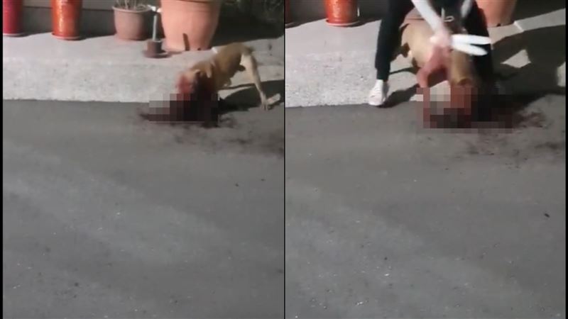 比特犬咬死鄰居毛孩　影曝網氣炸