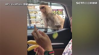 討食物還挑食！　猴子任性反應笑翻網