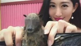 蝙蝠,野味,武漢肺炎,新型冠狀病毒,宿主,吃蝙蝠,女主持人,汪夢雲