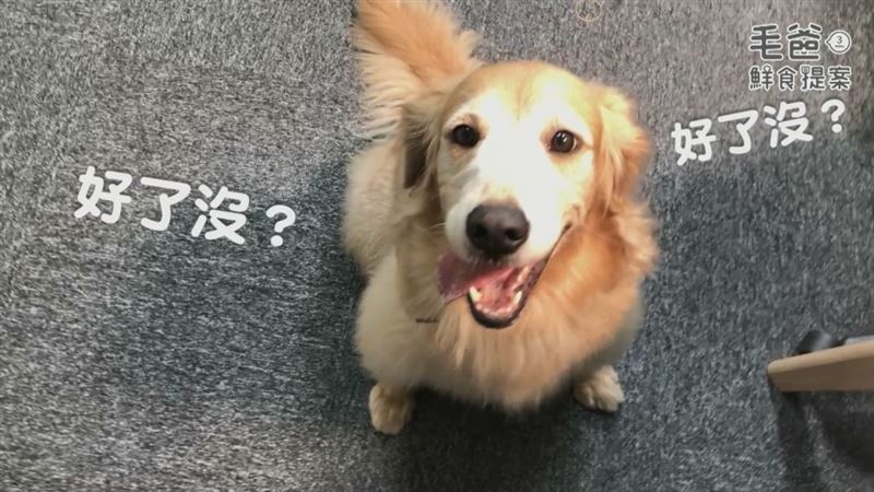 超簡單懶人菇菇料理 香烤嫩豬菇菇蛋