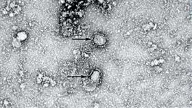 武漢肺炎病毒(中國疾病預防控制中心)