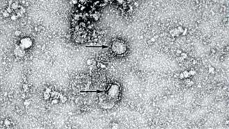 病毒是實驗室洩漏？世衛揭2關鍵否認