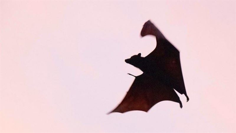 武漢研究所：冠狀病毒可能來源於蝙蝠