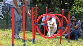 北勢湖環保公園狗活動區（1）台北市第6個狗狗專屬運動空間「北勢湖環保公園狗活動區」9日舉行啟用記者會，增設柵欄隔間及簡易型敏捷犬互動遊戲等設施，讓飼主與毛小孩能安全、自由的活動。中央社記者裴禛攝  108年9月9日