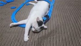 喵星人也懂享受！玩具火車來回撞後頸　閉眼神情像用按摩器（圖／翻攝自推特miya_you1）