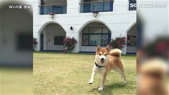 柴柴愛娃娃機成癡　沒夾到趴地不離開