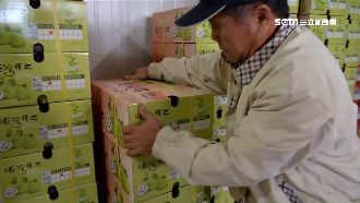 封城、海關停檢疫　台東釋迦外銷卡關