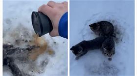 加拿大,冬天,小貓,尾巴,雪地,受困（圖／翻攝自Kendall Diwisch臉書）