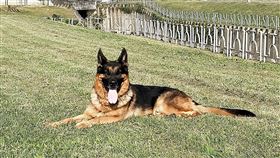 北市消開放退役搜救犬寄養　歡迎民眾申請台北市消防局表示，從民國104年8月28日起開放退役搜救犬寄養在民間家庭，至今共6隻搜救犬由熱心民眾飼養，皆獲良好照顧。為鼓勵民眾發揮愛心，今年開放寄養搜救犬活動，犬隻名字為Humble，是5歲公狗、德國牧羊犬，申請期限從即日起至2月17日止。（台北市消防局提供）中央社記者劉建邦傳真　108年1月30日