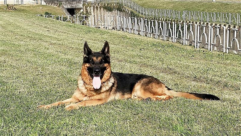 退役搜救犬開放寄養　北市消：可申請