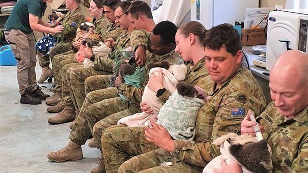 澳洲軍人搶救無尾熊　超暖餵奶畫面曝