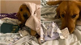 護家神犬！她飛武漢前護照被咬爛…事後狂謝愛犬：還好有你（圖／翻攝自金毛愛旅行の視角）