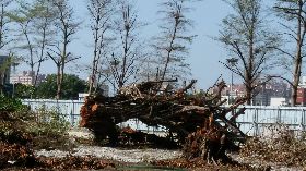 護樹團體再控樹木遭濫砍