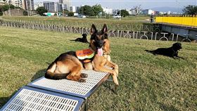 台北,搜救犬,退休,Humble（圖／翻攝畫面）