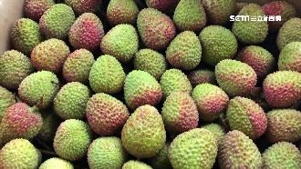 兩年來最強寒流加持！玉荷包開花7成