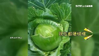 寒流發威！高麗菜結白霜「硬梆梆」